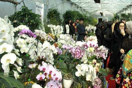 سومین جشنواره ملی گل ارکیده در نوشهر پایان یافت