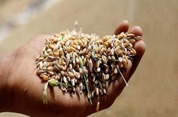 3.5 تن گندم غیرقابل مصرف در بجنورد معدوم شد
