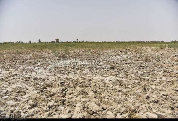 برداشت گندم در سیستان با کمباین مقرون به صرفه نیست