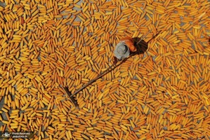 منتخب تصاویر امروز جهان - 18 مرداد 1401