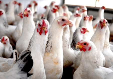 ظرفیت تولید گوشت مرغ در سیستان و بلوچستان به 46 هزار تن رسید