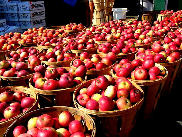 16 درصد از کل صادرات آذربایجان غربی به سیب اختصاص دارد