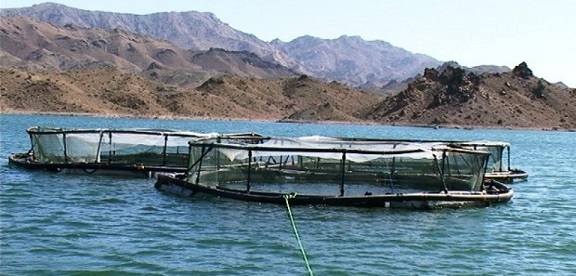 رهاسازی 800 هزار قطعه بچه ماهی پرورشی در دریاچه کارون 4