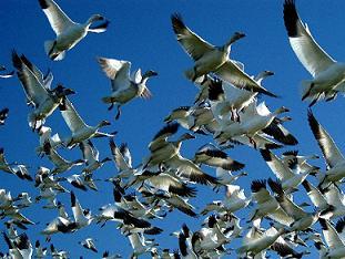 شناسایی 120 گونه پرنده در مناطق حفاظت شده بوشهر