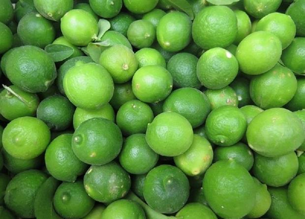 240 تن لیمو ترش از باغات گتوند برداشت شد