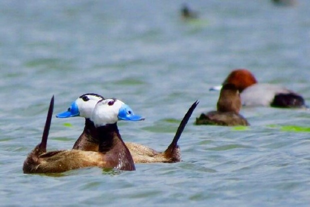 آذربایجان غربی بزرگترین سایت جوجه آوری اردک سرسفید در جهان