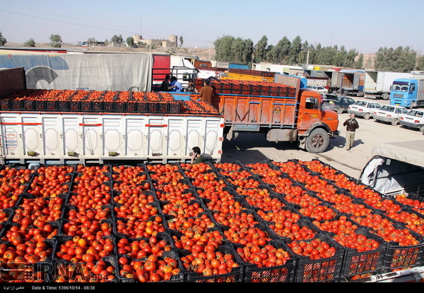 حدود 25 میلیون دلار گوجه فرنگی از کرمانشاه صادر شد