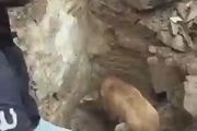 ویدئوی شگفت‌انگیز از تلاش سگ مادر برای نجات فرزندش از زیر آوار