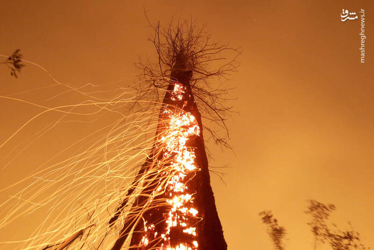 تصویر متفاوت از آتش گرفتن یک درخت