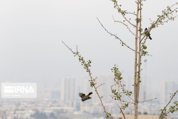 انباشت غلظت آلاینده‌های جوی در تهران پیش‌بینی می‌شود
