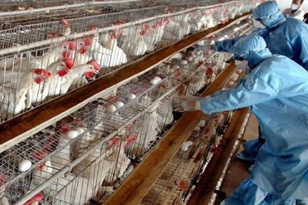 امکان شیوع آنفلوآنزای پرندگان درکهگیلویه وبویراحمد وجود دارد