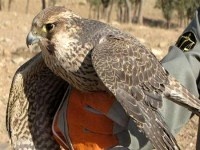 کشف محموله بزرگ قاچاق پرندگان شکاری در خرم‌آباد