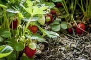 تولید 200 تن محصول توت فرنگی در چهارمحال و بختیاری
