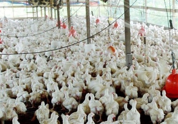 تولید مرغ در قزوین پس از انقلاب 500 درصد رشد پیدا کرده است