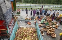 کشاورزان میوه کشمیر با ضررهای هنگفتی مواجه شدند (4)