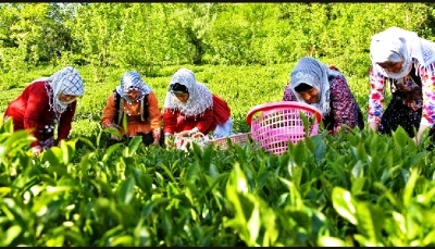 خرید بیش از 2 هزار تن برگ سبز چای در تنکابن