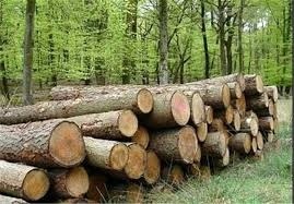 کشف 2 تن چوب جنگلی قاچاق در ساری