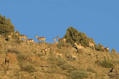 دستگیری سه متخلف شکار و صید در کوهسرخ کاشمر