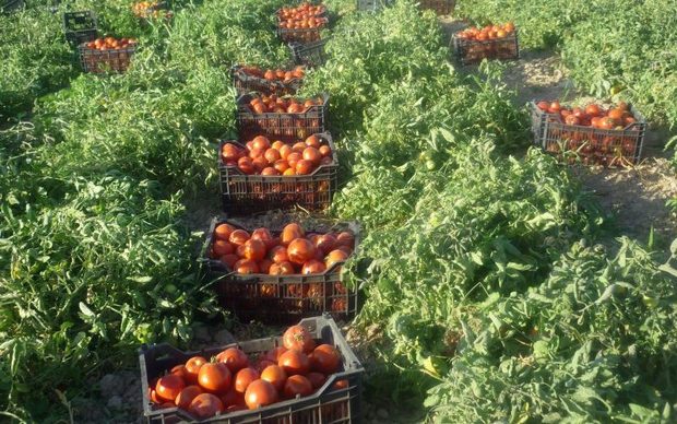 پیش بینی تولید بیش از 160 هزار تن تولید گوجه فرنگی در آذربایجان غربی